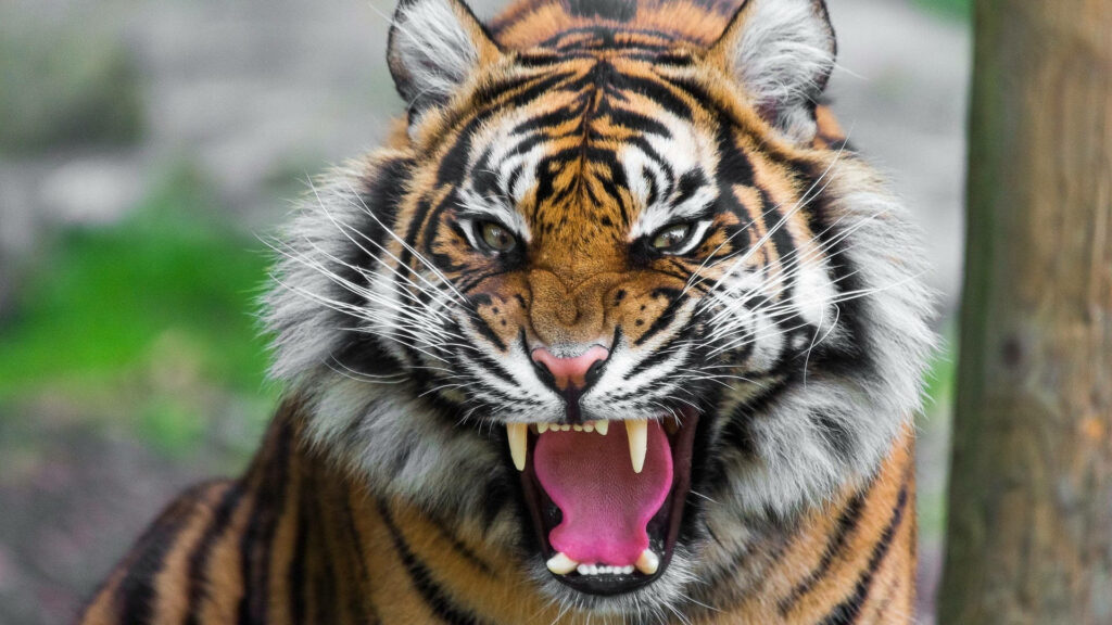 Fierce roaring Harimau tiger showing sharp teeth in forest wildlife wallpaper background