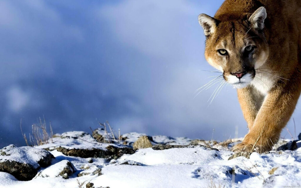 Roaring Majesty: Full Screen HD Fierce Tiger Wallpaper