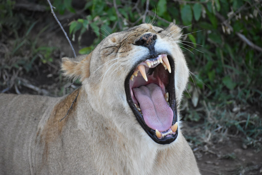 Female Lion Roaring in Lush Greenery Wallpaper – Captivating Nature