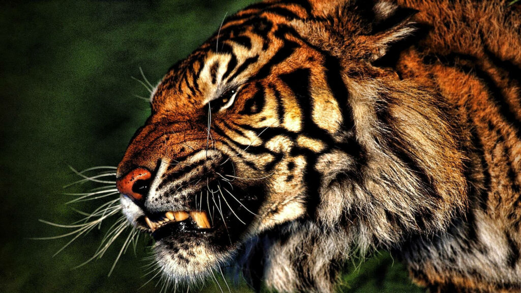 Roaring tiger portrait side view with fangs bared deep forest green background wallpaper