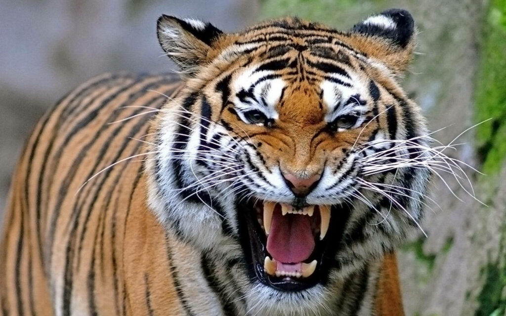 Fierce Roar: Intense Expression of an Angry Tiger showcasing its Long Whiskers, Bared Teeth, and Intimidating Demeanor. Wallpaper