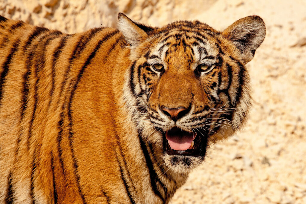 Jaws of the Wild: Captivating Tiger Close-up in Daylight for Your Iphone Wallpaper