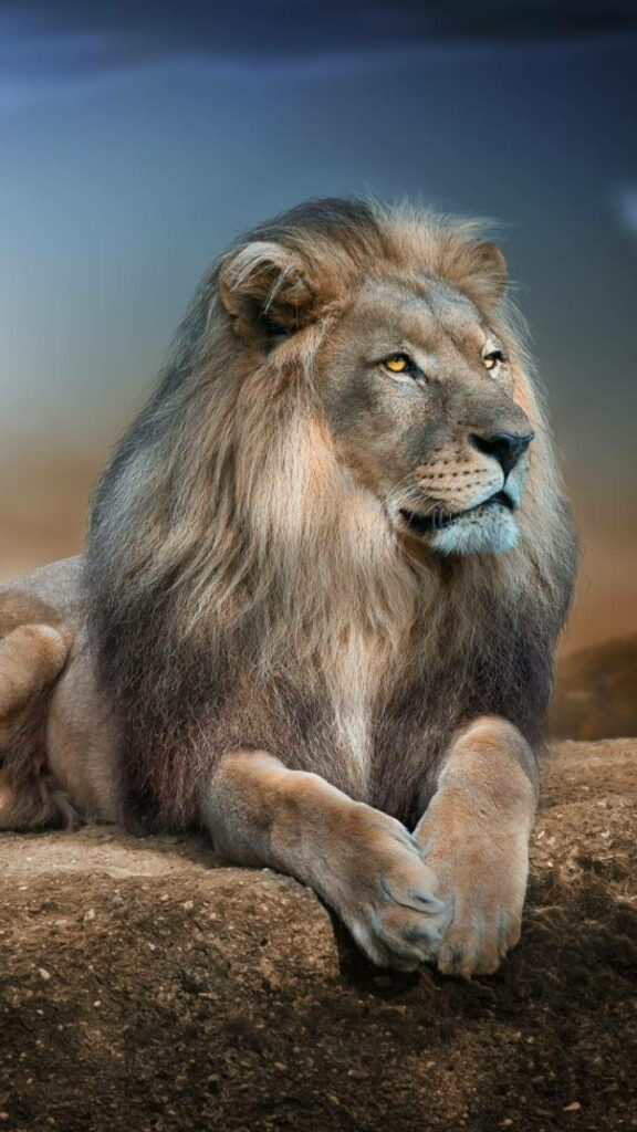 Roaring Majesty: An Exquisite Full HD Android Wallpaper Showcasing a Lion Perched Majestically on a Rock