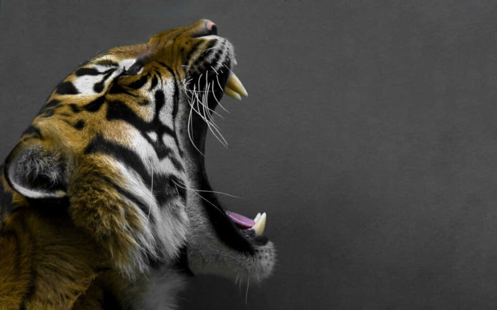 Fierce Roaring Tiger Wallpaper - Stunning Dark Background Art