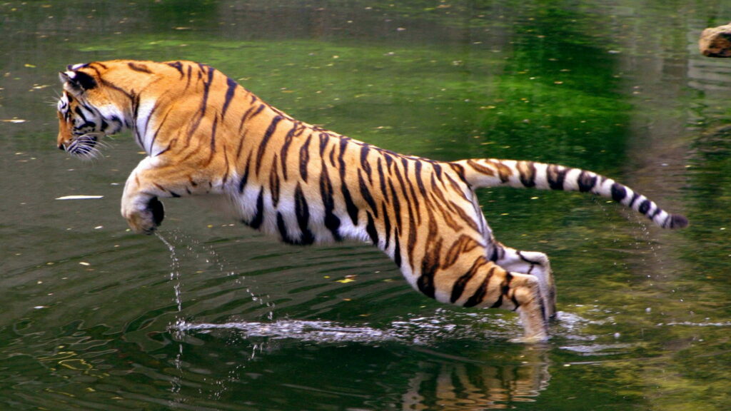 Roaring Reflections: A Majestic Tiger in HD Wallpaper Background