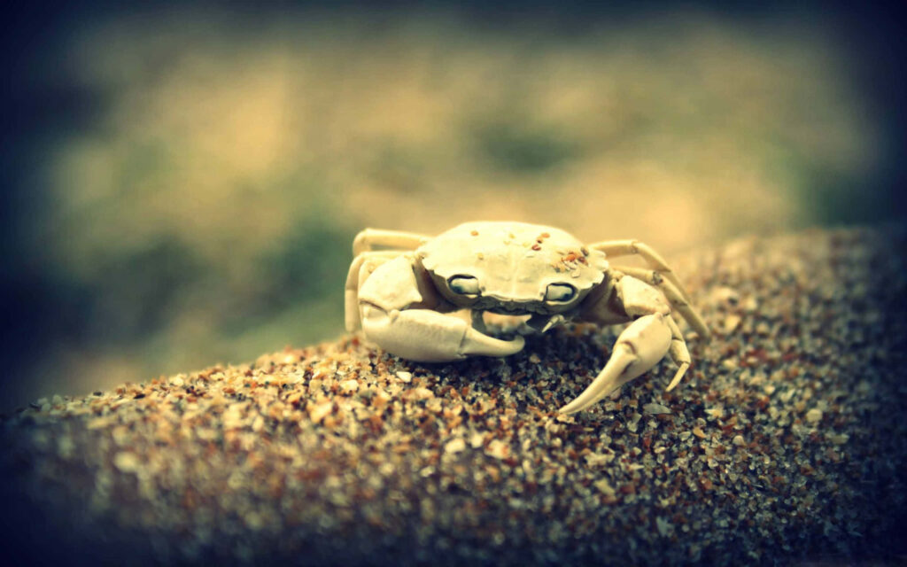 Robust pale crab with textured claws crawling on sandy rock in muted seaside background wallpaper