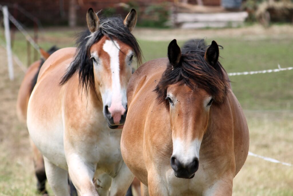 Robust Horses Walking Together in a Peaceful Pastoral Landscape Wallpaper