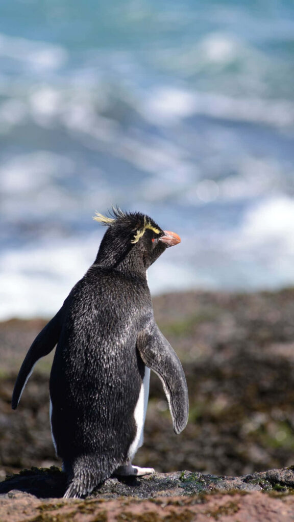 Rockhopper Penguin on Rocky Shoreline: Vibrant Seaside Wallpaper