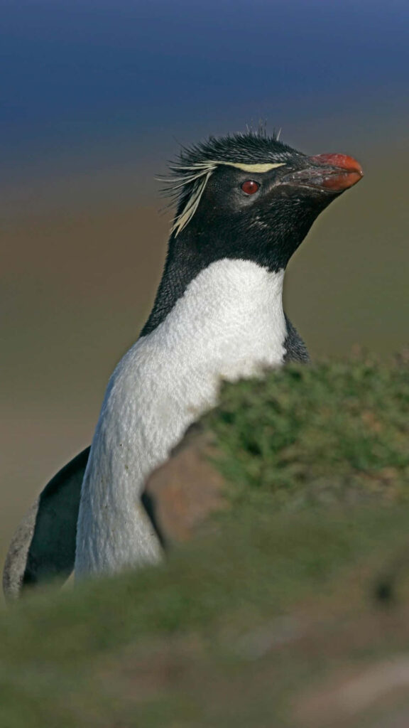 Close-up Rockhopper Penguin Portrait with Yellow Crest & Orange Beak Wallpaper
