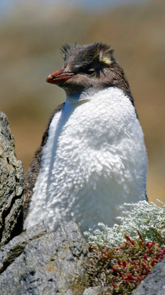 Rockhopper Penguin Resting on Rugged Rocks - Nature Background Wallpaper