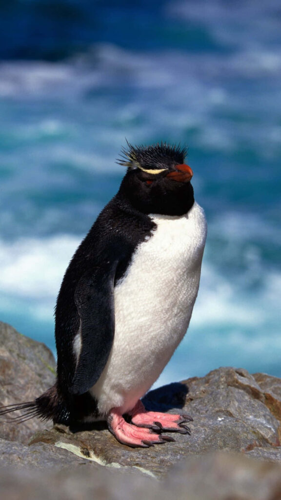 Rockhopper Penguin Wallpaper: Ocean Breeze & Vibrant Colors
