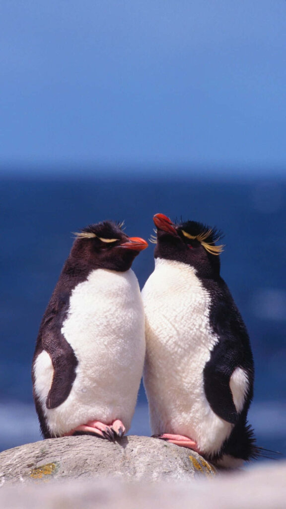 Rockhopper Penguins on Rocky Surface: Vibrant Ocean Background Wallpaper