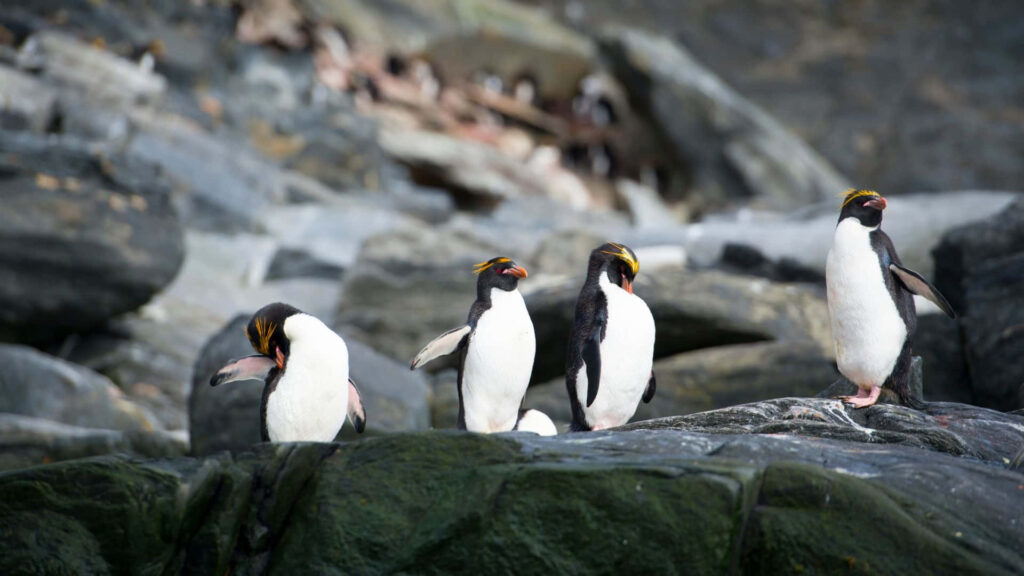 Rockhopper Penguins on Rugged Terrain: Unique Background Wallpaper