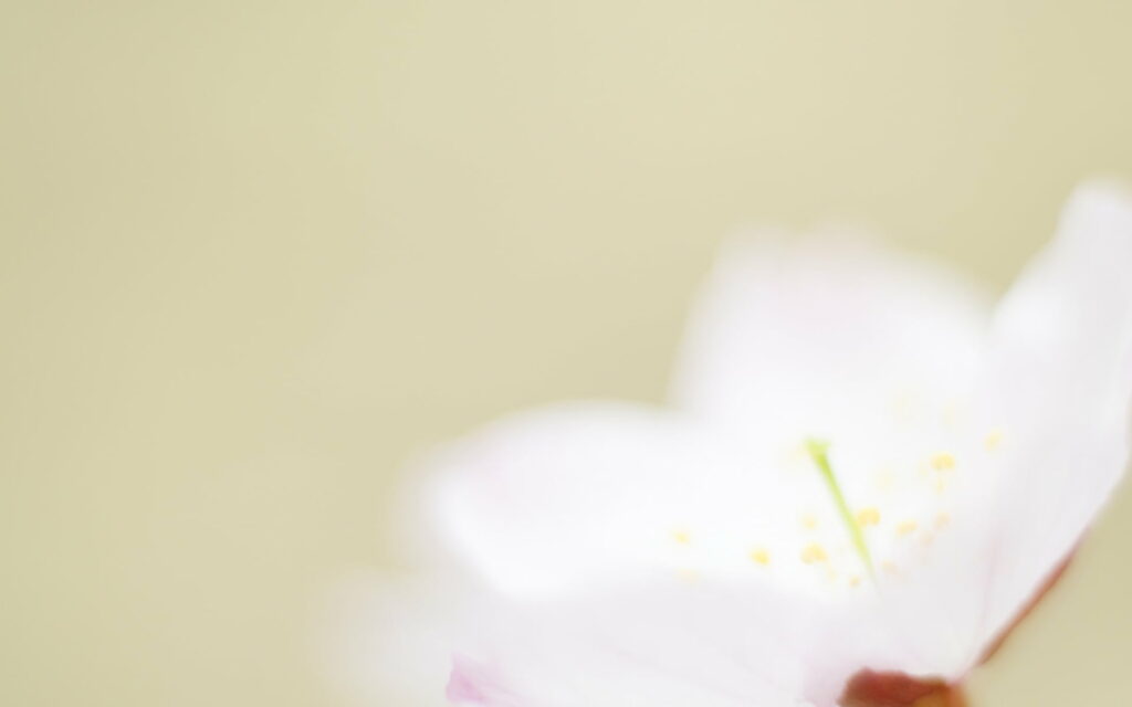 Captivating Bloom: A Soft Focus Graphy of Romantic Flowers in HD Wallpaper