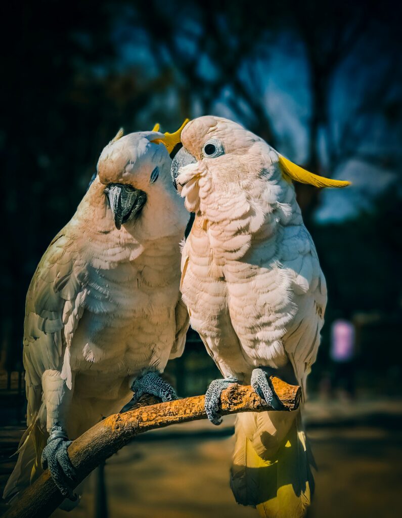 Cockatoos in Love: Beautiful Soft Feathers & Yellow Crests Wallpaper