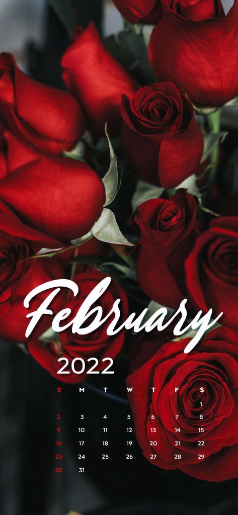 February 2022 calendar wallpaper with deep red rose bouquet and elegant white typography background