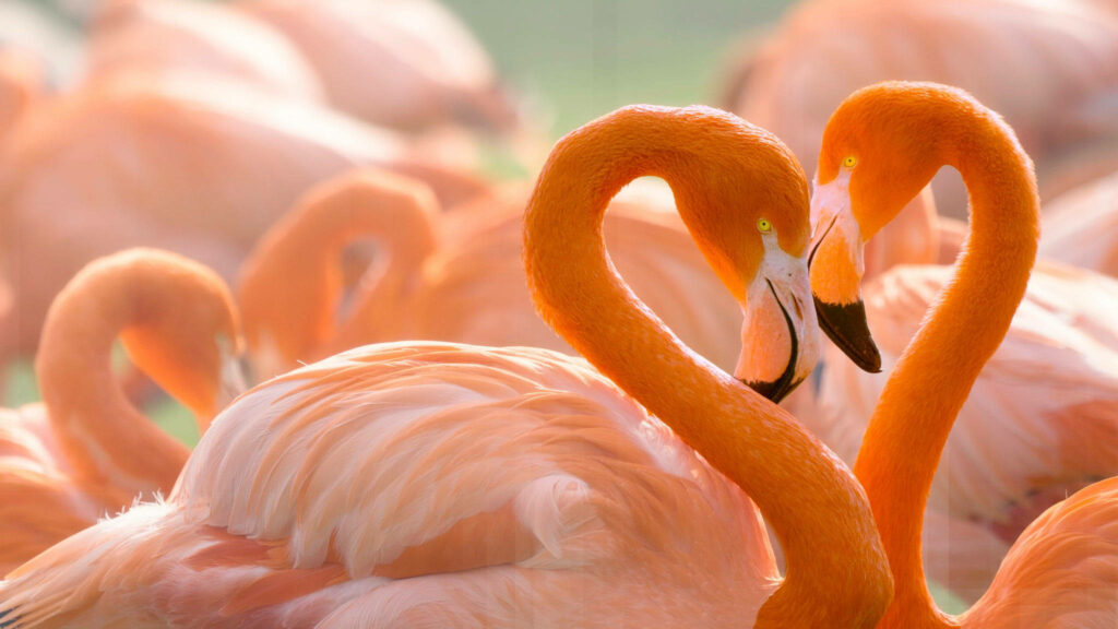 Romantic Flamingos Heart Shape Wallpaper in Soft Pastel Hues