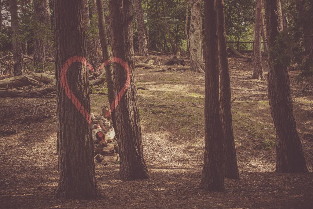 Serene forest wallpaper with tall trees and red heart painted on trunk warm nature love background