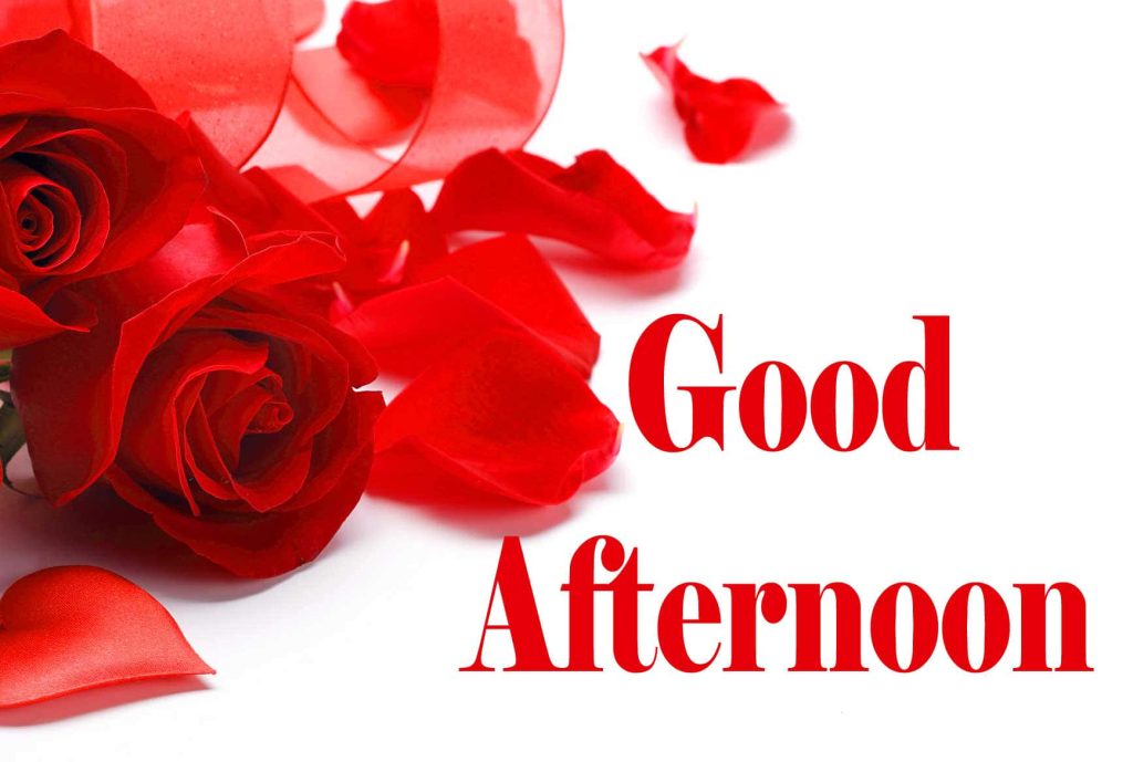 Romantic good afternoon greeting with vibrant red roses and elegant red text on white background Wallpaper