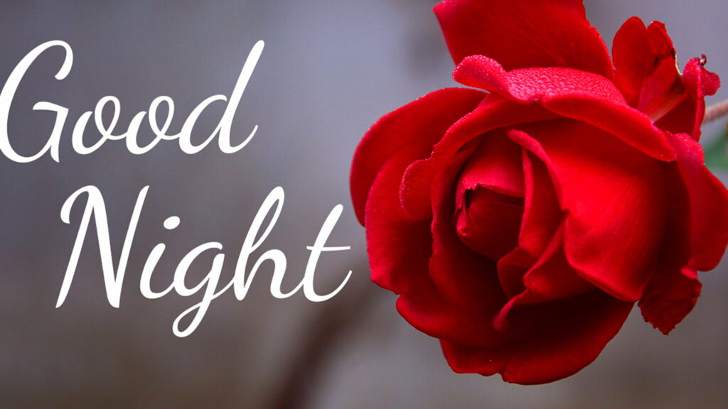 Romantic Good Night Image: Red Rose Blossoms for a Perfect Evening Wallpaper