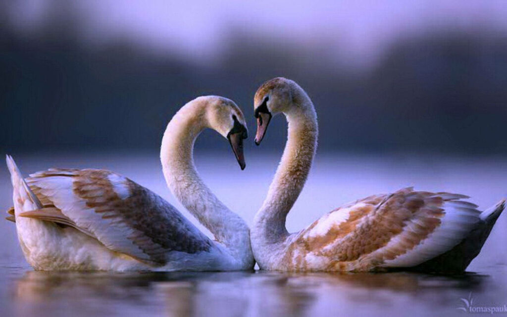 Romantic Goose Heart Wallpaper on Serene Water Background