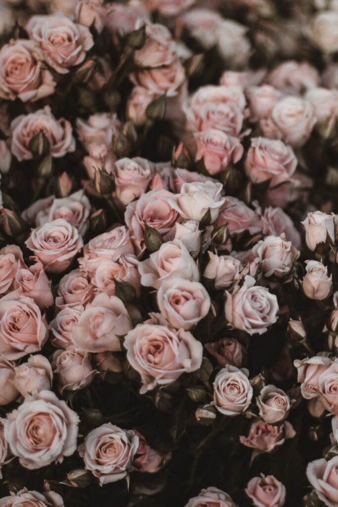 Elegant Light Pink Roses Wallpaper: Romantic Floral Background