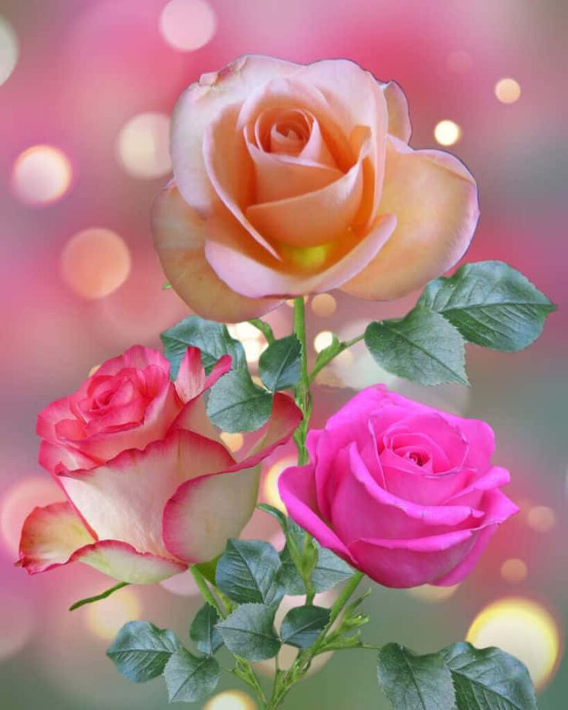 Vibrant Rose Wallpaper: Peach, Pink & White with Soft Bokeh Background