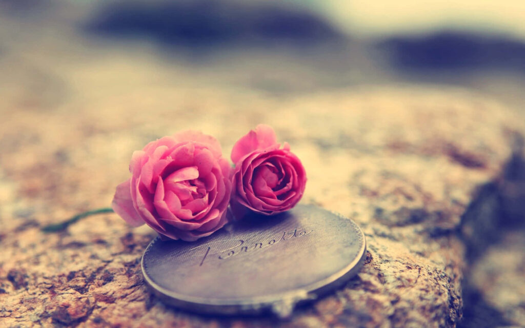 Romantic Pink Roses on Rustic Surface - Nostalgic Background Wallpaper