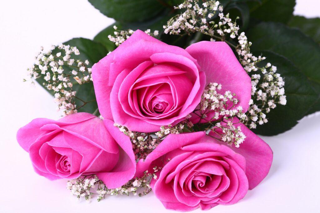 Serene Pink Roses & Baby's Breath Floral Wallpaper Background