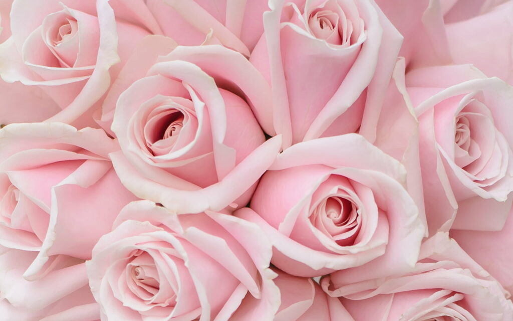 Close-up of soft pink roses wallpaper with pastel petals and gentle diffused lighting background