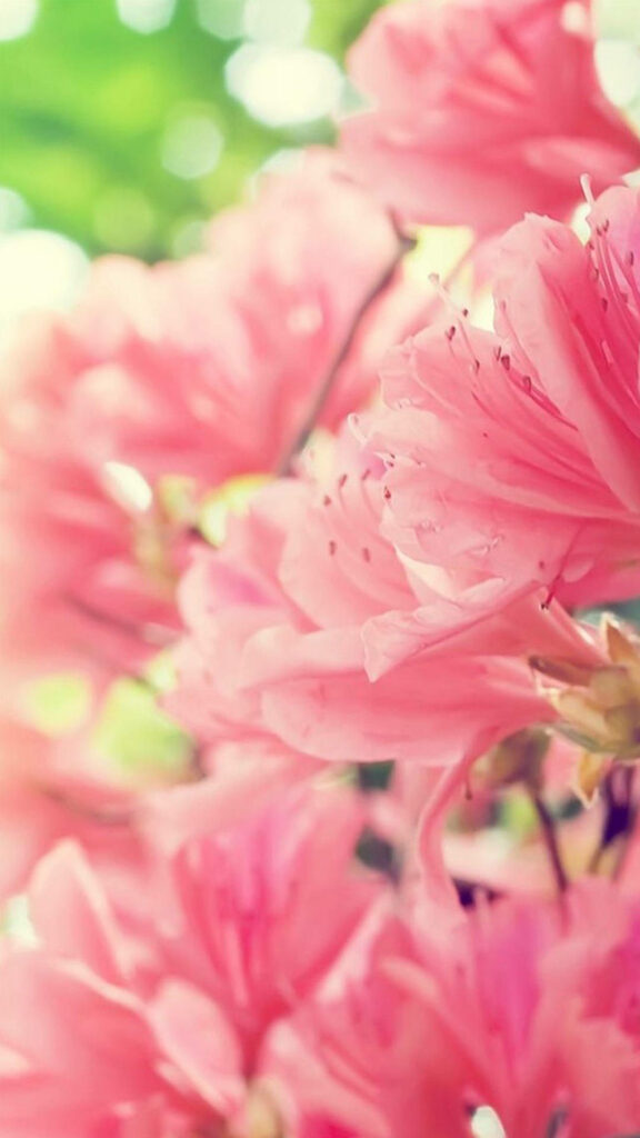 Dreamy Pink Spring Flower Wallpaper for Calming iPhone Background