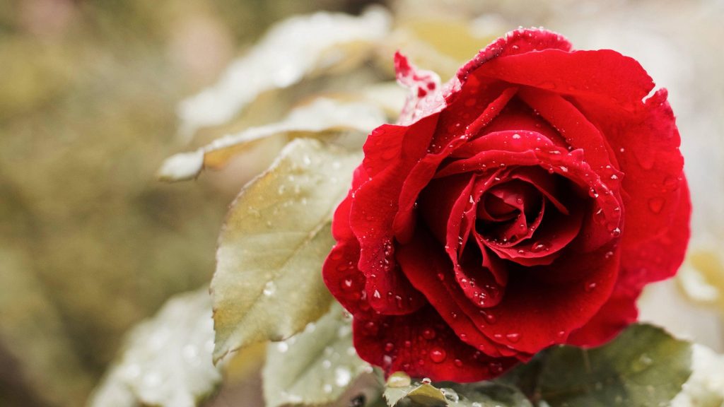 Red rose macro wallpaper with dewy petals vibrant floral background natural elegance romance