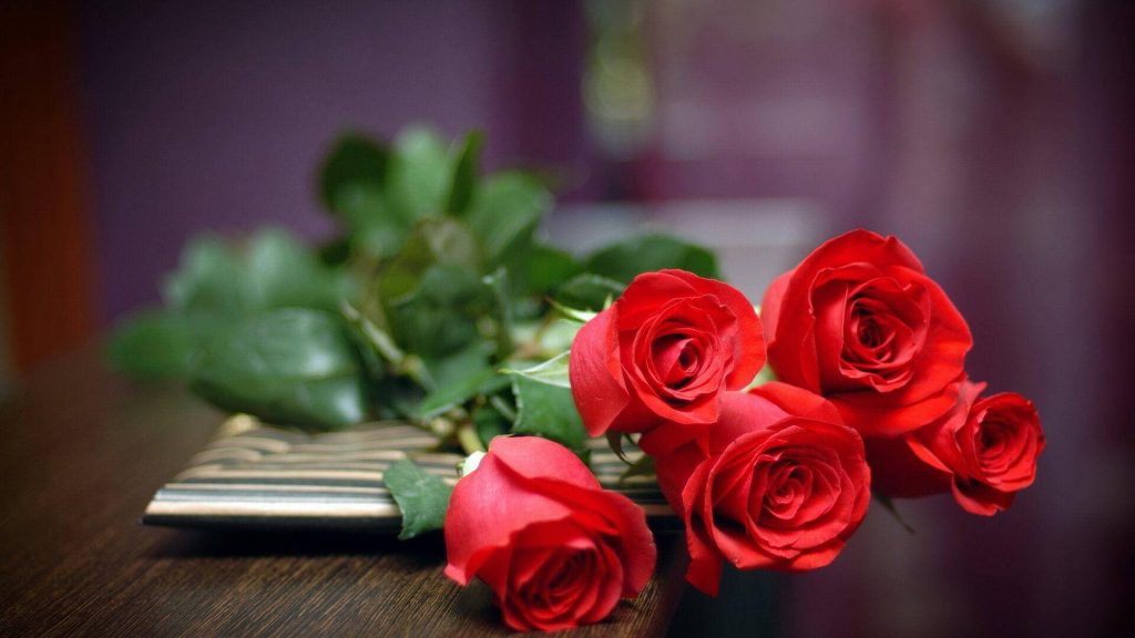 Close-up of four vibrant red roses on striped notebook with blurred purple background wallpaper