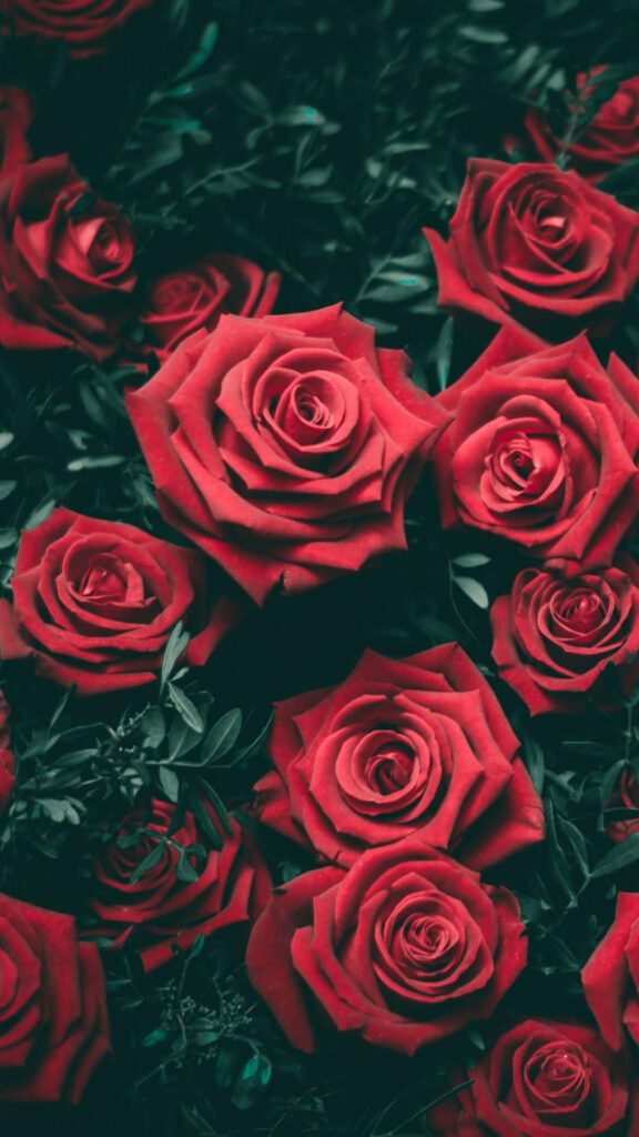 Vibrant Red Roses & Lush Greenery Wallpaper - Romantic Garden Background