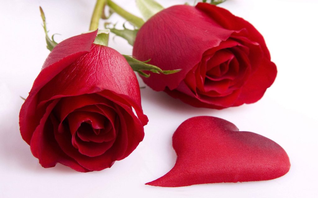Two vibrant red roses with heart-shaped petals on a bright white romantic wallpaper background