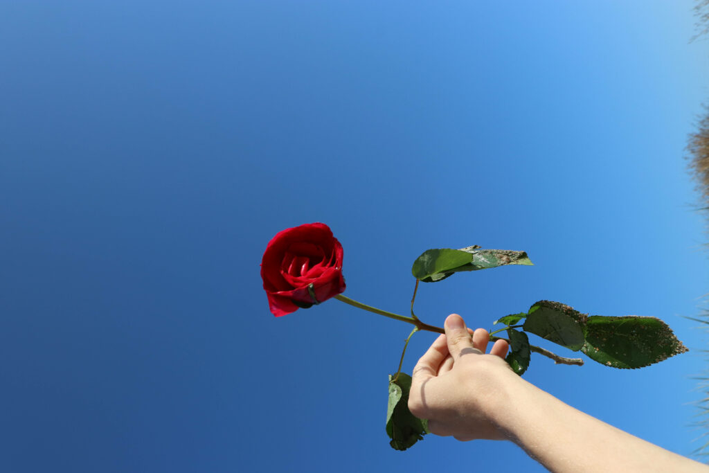 Embracing Nature's Beauty: A Stunning Rose Blossom Gracing the Clear Blue Sky Wallpaper