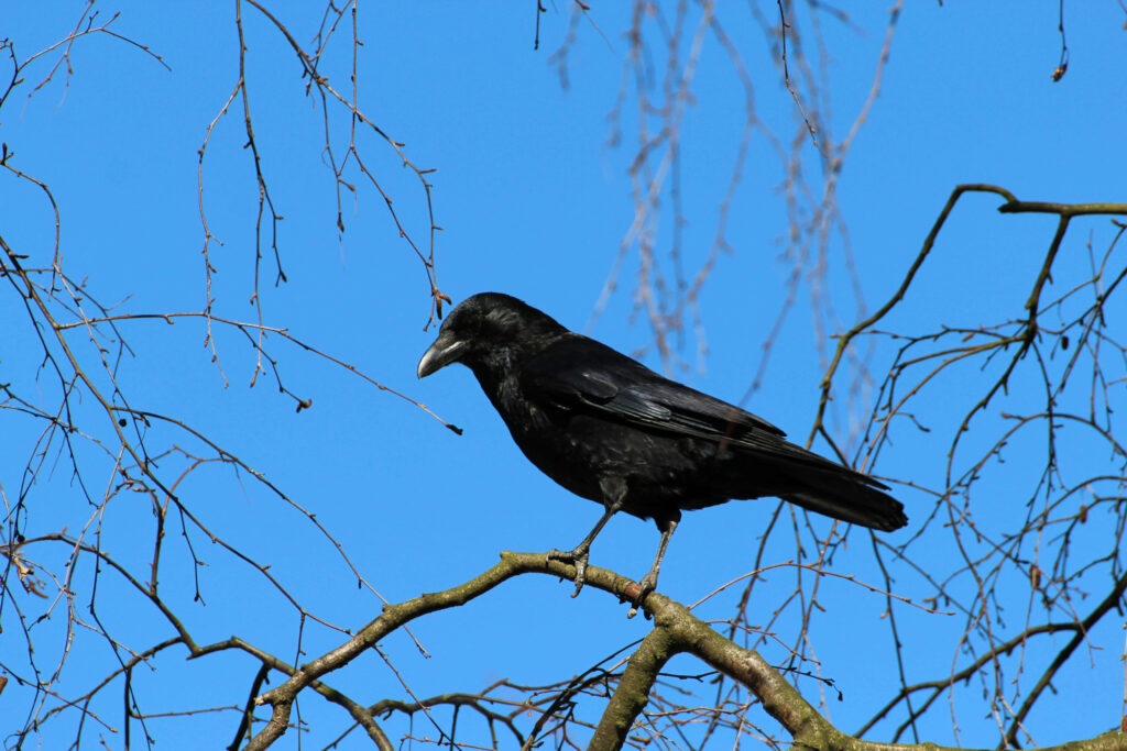 Minimalist Rook Bird Wallpaper on Bare Branch Against Blue Sky