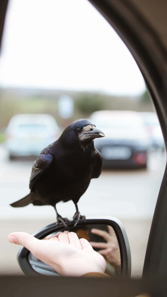 Rook on Car Mirror: Urban Nature Wallpaper with Striking Details