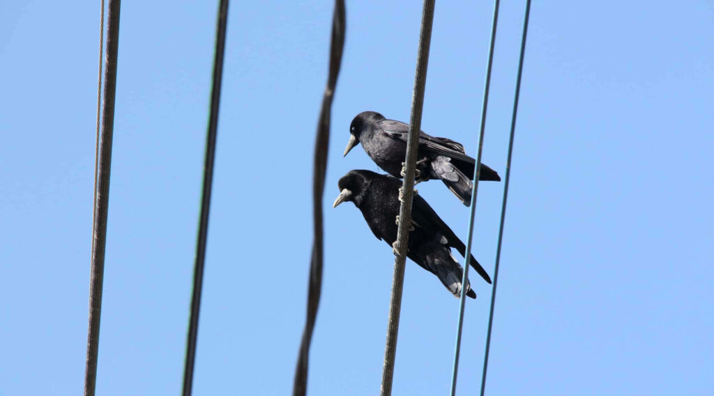 Rooks on Power Lines: Serene Blue Sky Minimalist Wallpaper