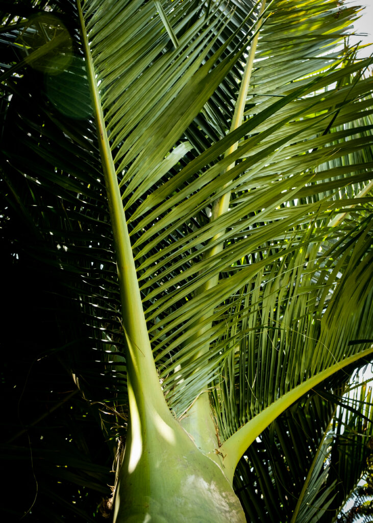 Close-up of lush ropalostilis palm tree branches with slender leaves in vibrant sunlight Wallpaper