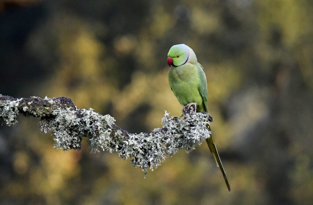 Graceful Rose-Ringed Parakeet on Lichen Branch - Nature Wallpaper