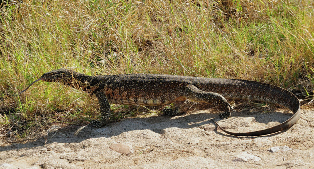 Rosenberg's Monitor Lizard: Sunlit Beauty in Natural Habitat Wallpaper