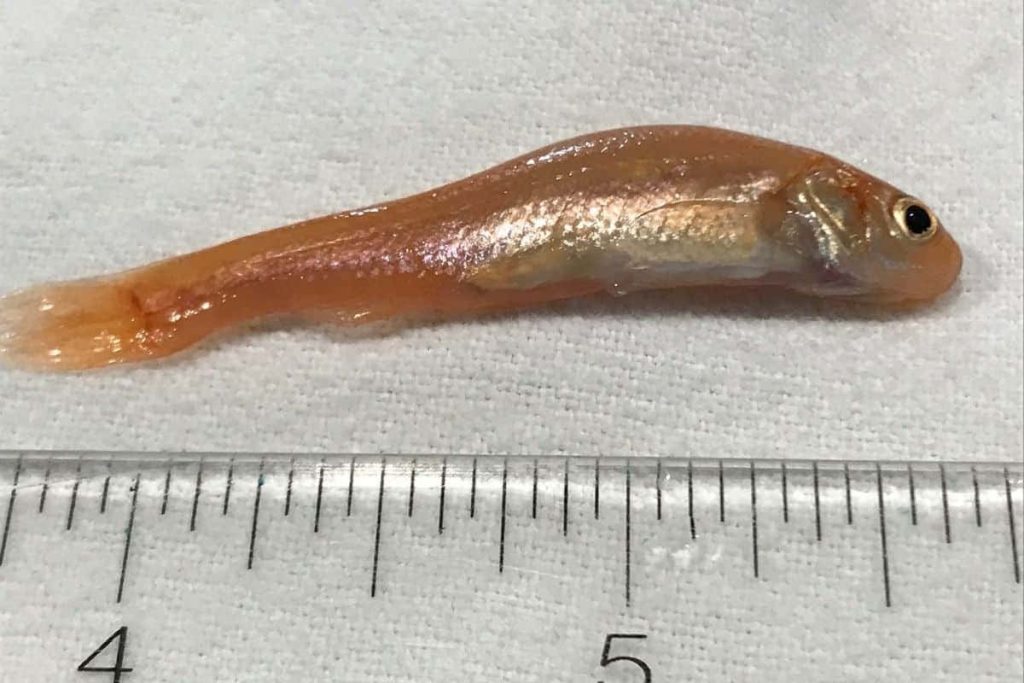 Macro photo of rosy fathead minnow on white surface next to ruler for fish identification Wallpaper