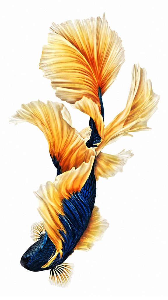 Betta fish wallpaper iPhone 6s royal blue body golden yellow fins minimalist style