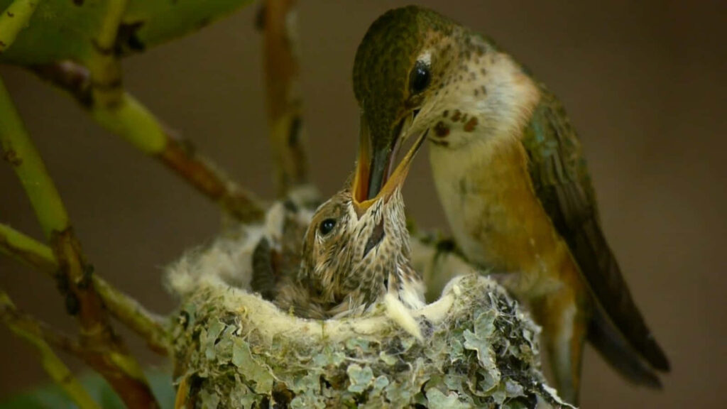 Tender Nature: Rufous Hummingbird Mother Feeds Chick Wallpaper
