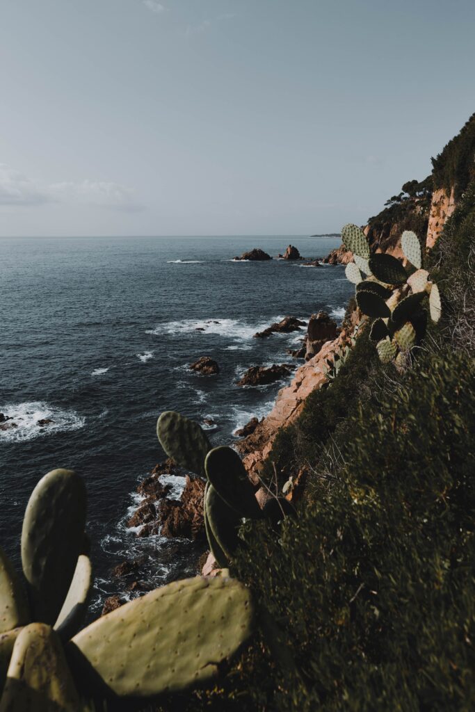 Rugged coastline with rocky cliffs and green cacti overlooking deep blue sea under natural light wallpaper