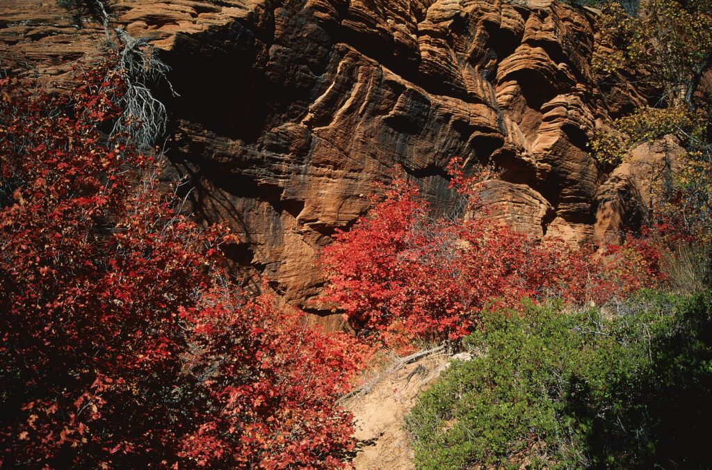 Rugged rocks with textured surfaces surrounded by vibrant red orange green autumn trees wallpaper