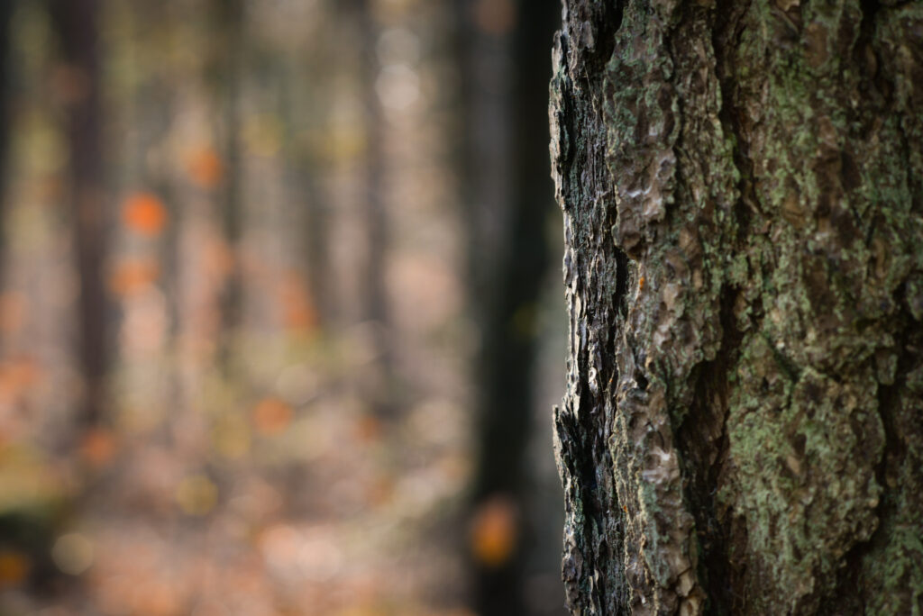 Close-up of rugged tree bark texture with earthy brown and green tones in forest background Wallpaper
