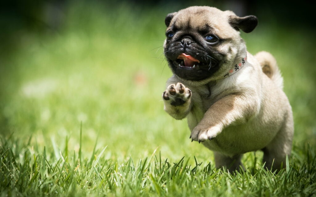 Rambunctious Pug Puppy Races Through Field of Dogs in Hilarious HD Wallpaper