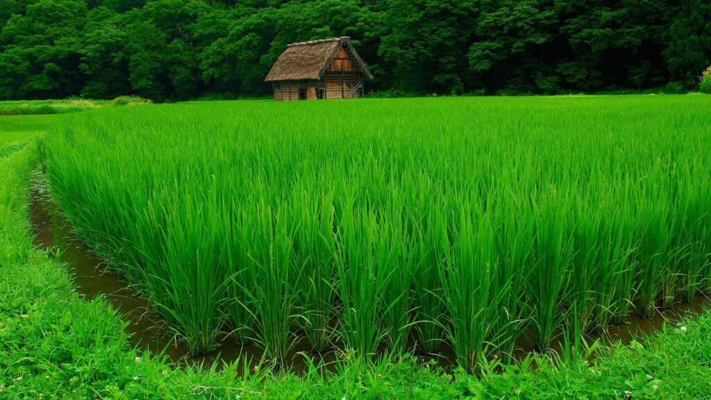Vibrant green rice field with traditional thatched-roof farmhouse in peaceful Japanese countryside Wallpaper